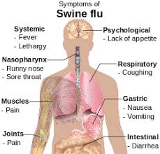 Oleh itu, jika musim selesema burung berlaku dalam jangka masa terdekat, ia boleh membawa kepada wabak selesema yang meluas ke seluruh dunia pada masa akan datang. Influenza Babi Wikipedia Bahasa Melayu Ensiklopedia Bebas