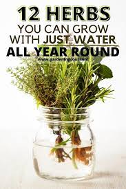12 Herbs You Can Grow With Just Water All Year Round Planting Herbs Herbs Growing Herbs In Water