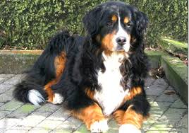 Der berner sennenhund ist ein liebevoller, wachsamer, freundlicher und gehorsamer hund. Hunderassen Berner Sennenhund Durrbachler Bouvier Bernois Bernese Mountain Dog Perro Boyero De Montana Bernes