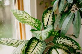 We did not find results for: How To Propagate Dieffenbachia Dumb Cane In Water House Fur