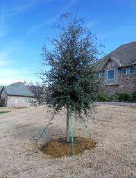 Check out our live oak tree selection for the very best in unique or custom, handmade pieces from our plants shops. Live Oak Tree Dallas Texas Treeland Nursery