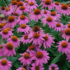 American gardens, new york botanical garden, 200th street and southern boulevard, bedford park, the bronx; Cottage Garden Plants For American Gardens The Garden Glove