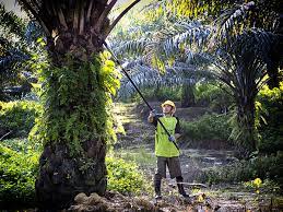 Consultant for better management, plantations and research. Oil Palm Plantation Milling
