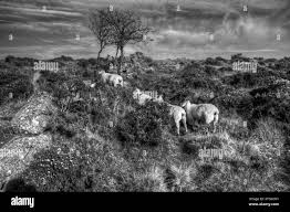 Devon flora and fauna Black and White Stock Photos & Images
