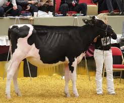 Minnesota Results at the International Holstein Show 2016