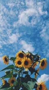 Aesthetic Black And Yellow Flowers 47 Trendy Ideas For Flowers Yellow Wallpaper Iphone Aesthetic Wallpapers Iphone Wallpaper Wallpaper
