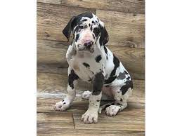 Blue great danes we have 5 beautiful 3/4 european blue great danes available. Great Dane Dog Female Harlequin 2626645 Petland Mason Oh