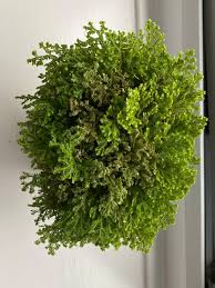Image result for Selaginella