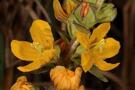 Image result for Alectra vogelii