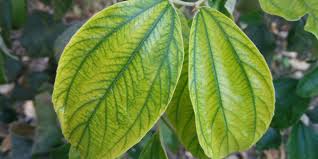 Plante grasse feuille verte et blanche. Problemes Frequents Des Plantes D Interieur