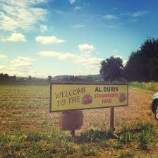 A U Pick Strawberry Patch That S Not Too Far From Seattle Al Duris Strawberry Farm Kent Wa An Emerald City Life Strawberry Patch Strawberry Farm Strawberry