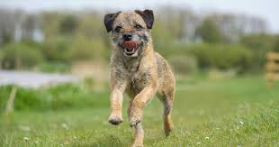 Maybe you would like to learn more about one of these? 5 Popular Border Terrier Crossbreeds