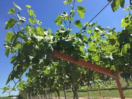 To produce quality grapes one must learn about their area, the grape varieties to grow, perfect the setup and devote plenty of attention to the grapevine. Assessment Of Pd Resistant Predominantly European Grape In Alabama American Vineyard Magazine
