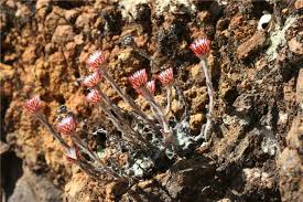 Image result for Helichrysum adenocarpum