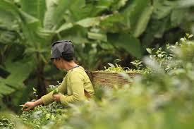 Image result for Camellia sinensis