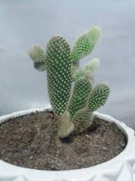 Captus Cactus Plants Plants Cactus