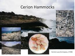 Travel and Collecting Trips — The Boston Malacological Club