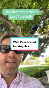 Peacocks in La