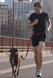 They come in various lengths and can be trimmed to fit, and are made with plastic materials infused with insecticides that kill existing fleas and deter new pests. 7 Best Inexpensive Dog Leashes According To Veterinarians And Pet Experts Marketwatch