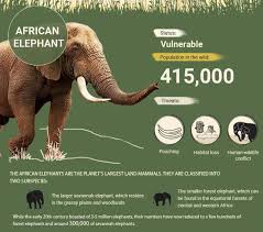 In Pictures The Ten Most Endangered Animals In Africa Infographic In 2020 Most Endangered Animals Endangered Animals In Africa Endangered Animals
