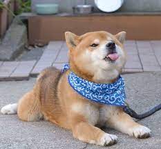 ช บะ เป นหมาท น าร กน ากอดมากๆ นอกจากห ต งๆ อ นเป นเอกล กษณ แล ว ตาเล กหย และหน าตาท ด น งๆ แต แฝงไว ด วยความกวน ก cute animals cute dogs cute baby animals