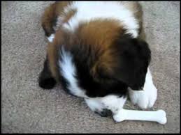 Saint Bernard From Puppy To Adult