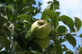Girdling is the traditionalmethod of killing trees without fellingthem. Slack Ma Girdle Cider Apple Tree 20 00 Cider Apples Sweet Late Season Apple Trees And Fruit Trees For Sale Buy At Competitive Prices With Wholesale Discounts