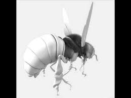 3d Model Honey Bee Bee Bee Movie Honey Bee