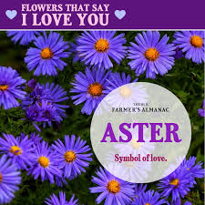 It has a reputation for growing like crazy, and i can second that with my. Flower Meanings The Language Of Flowers Flower Meanings Flowers Plant Symbolism