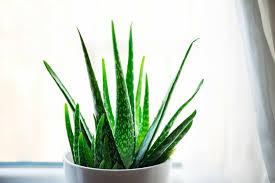 Plantez l'aloe vera dans une terre bien drainée. Aloe Vera 21 Informations A Savoir Pour Cultiver Cette Plante