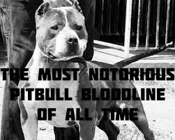 The gottiline bloodline, or juan gotti pitbull was based by richard barajas of west facet kennels in los angeles, ca. Blue Gotti Pitbull Bloodline Facts Gottiline Kennels And Puppies