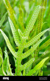 Image result for Pteris preussii