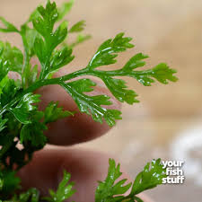 Image result for Bolbitis gemmifera