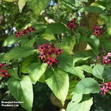 Image result for Clerodendrum melanocrater