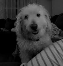 Lost miniature goldendoodle in Adrian