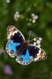 Ya Know I Already Got A Lot Of What You Re Telling Me But What Am I Suppose To Do Lay It Ou Beautiful Butterflies Butterfly Butterfly Flowers
