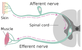 Maybe you would like to learn more about one of these? Afferent Nerve Fiber Wikipedia