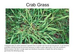 You can add or remove search filters using the menu to the right. 5 Common Grass Weeds In Texas
