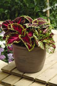 Image result for Coleus scutellarioides
