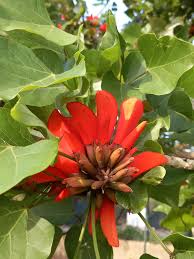 Image result for Erythrina falcata