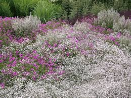 So Leicht Konnen Sie Sommerblumen Selbst Saen Sommerblumen Blumen Pflanzen