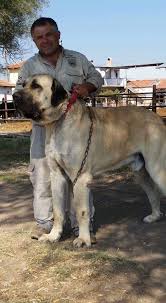 turkish shepherd dog kangal kangal dog dogs huge dogs