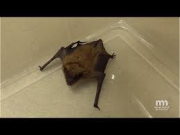 Find deals on products in pest control on amazon. How To Safely Capture A Bat Youtube