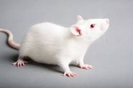We did not find results for: Rat Care Best Guidance On Caring For Your Pet Rat Parkside Vets Pets