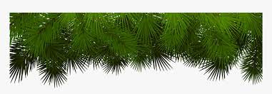 Tree, tree, leaf, branch, plant stem png. Pine Branches For Decoration Christmas Tree Branch Christmas Pine Branch Png Transparent Png Transparent Png Image Pngitem