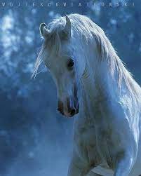 pin van ute mohring op wojtek kwiatkowski paardenfoto s paarden
