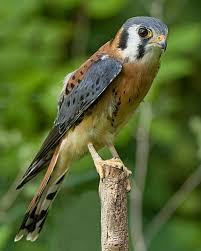 Over 100,000 english translations of spanish words and phrases. Cernicalo Biodiversidad De La Vereda Canica Inaturalist
