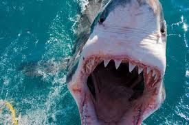 The great white shark is one of the most popular sea creatures — known for its size (it can grow over half the size of a bus) and its ferocious appetite (which sometimes includes a human arm or leg!) Gy Kuty97xot8m