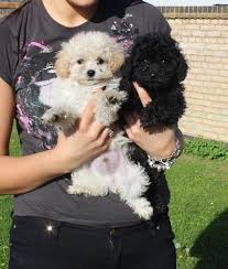 Find akc dogs & puppies in tx by local dog breeders in the lone star state. West Highland Terrier Puppies For Sale In Dallas Texas Classified Americanlisted Com