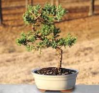 Brussel's Bonsai - Live Green Mound Juniper Bonsai Tree, Outdoor Bonsai  Tree Live Plant, Medium Bonsai for Patio Garden Décor, Easy Care Evergreen  ...